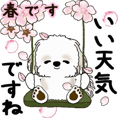Moving Shih tzu 2025 (Spring)