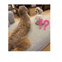 shior_20250212230806