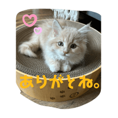 nono_20250213124443