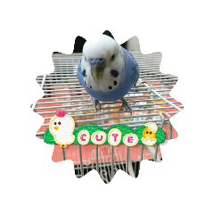 siro_20250213115825