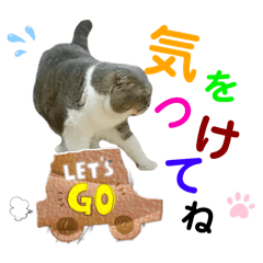 ぽかぽかわんにゃん３