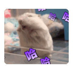 豆腐乳與豆瓣醬