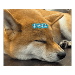 SibasibaAzuki
