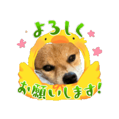 SibattiAzuki