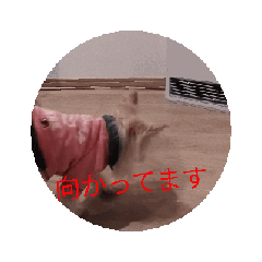 HIMA_20250213211945