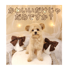 aya_20250213155924