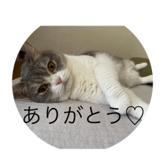 yuzu_20250213180849