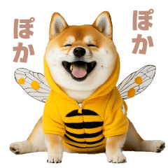 Spring Shiba dog