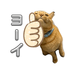 mao_20250213220523
