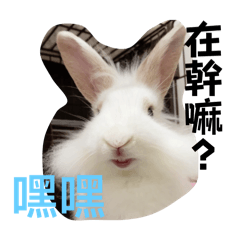 米Q日常