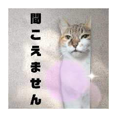 SAME_20250213211941