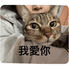 木木家的三隻貓