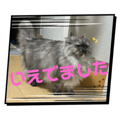 potato_20250213212904