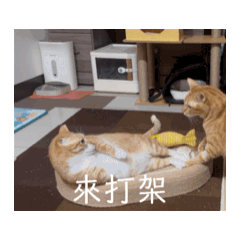 木木家的三隻貓2