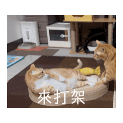 three_cats_lin 2