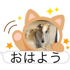 ryu_20250213184643