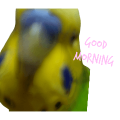 melon_20250213222823