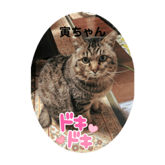 hitomi_20250213230116