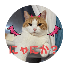 komugi_20250213231212