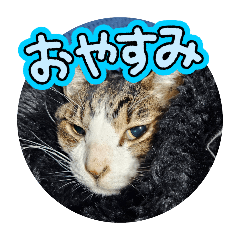 nekosan_20250213192935