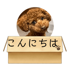 pu_20250213193952
