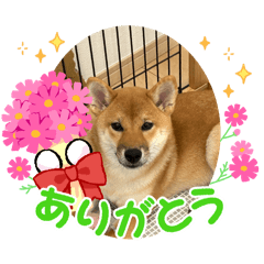 yoko_20250213214952