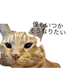 mao_20250213222752
