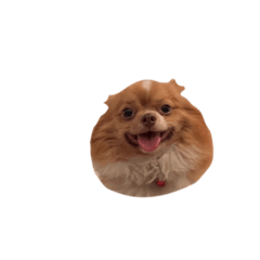 dogball