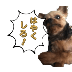 KAITO_20250213183838