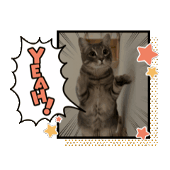 Happy cats, Azuki & Wasabi