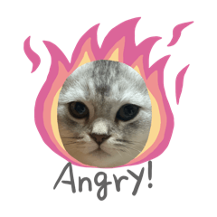 Dobby 真貓哈囉