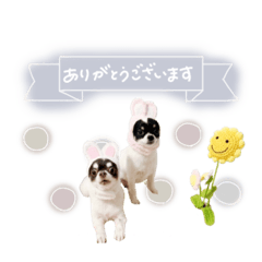 kotapuni