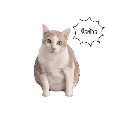 kittima_20250214160142