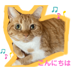猫のマハロくん3
