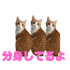 tyamike_20250214202800