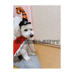 miho_20250215091818