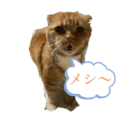 Shige_20250214204055