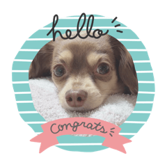 Chihuachshund SUNO Stamp