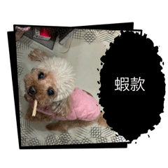 我的天使啾啾