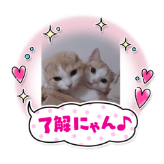 にゃこにゃんず