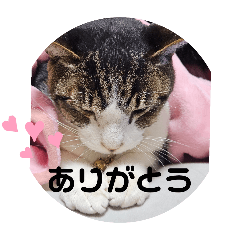 nekosan_20250214221207
