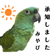 インコの日常会話に便利なスタンプ