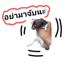 Orange_20250215113021