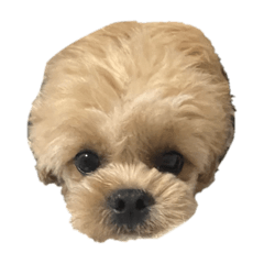 ru_20250215133040