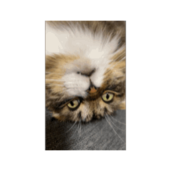 nanari_20250215161410