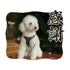 taro_20250215185635