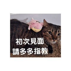 拉拉貓咪