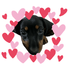Dear cute puppy
