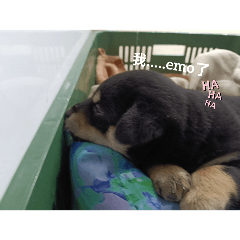 小狗一生