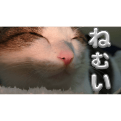 pu_20250215150027
